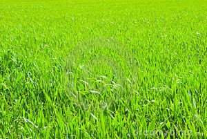 cesped-artificial-precios